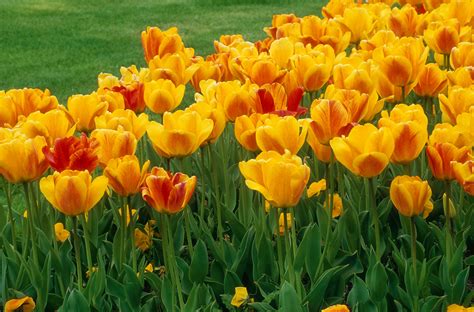 14 Types Of Tulips For Your Garden