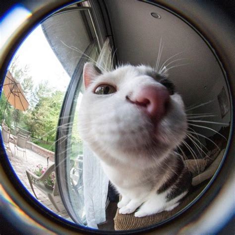 18 Curious Cats Hilariously Bumping Into Cameras I Can Has
