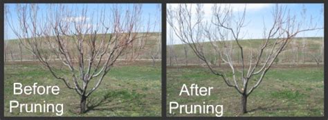 How And When To Prune Peach Trees F