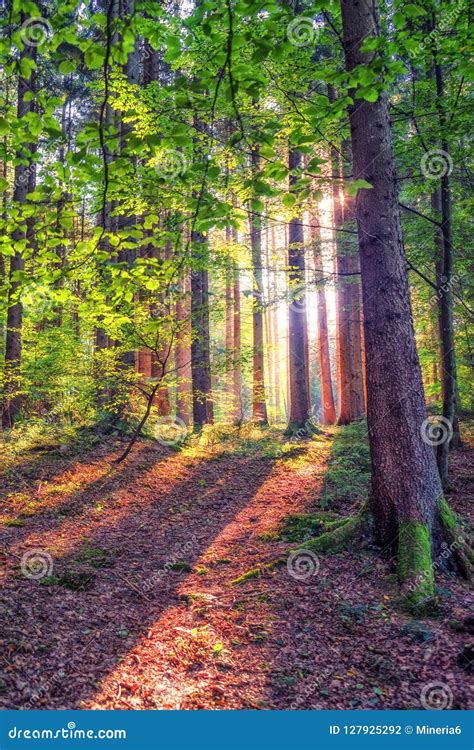 Deep Forest With Soft Sun Rays Stock Photo Image Of Late Summer