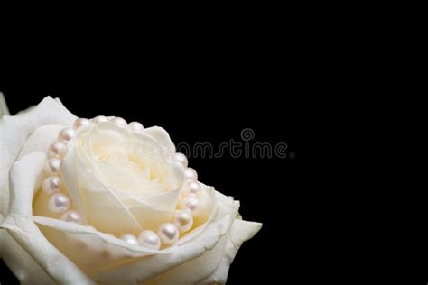 White Rose With Pearls Stock Photo Image Of Purity Pearl 3950676