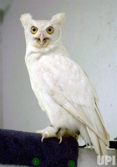 Red Eyed Albino Owl Best Hq Wallpapers