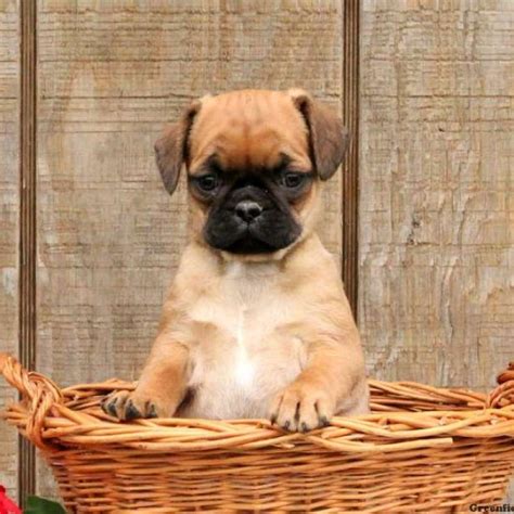 Pug Mix Puppies For Sale Pug Mix Breed Profile Greenfield Puppies