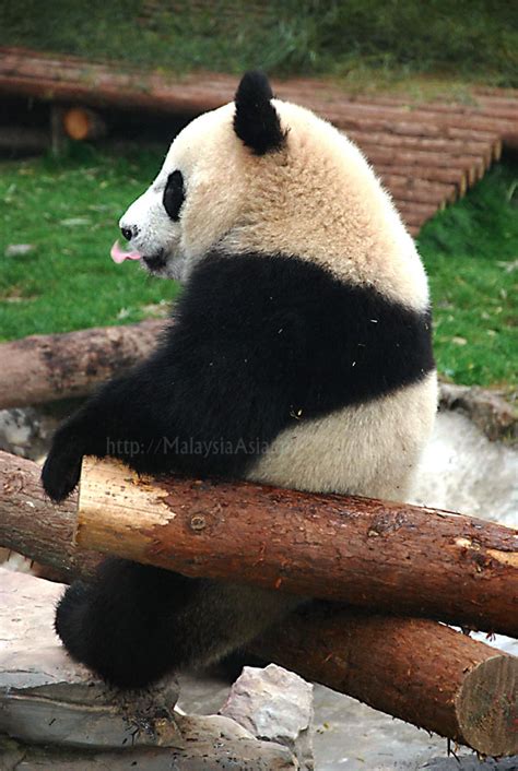 Panda Bear At Shanghai Zoo Picture Of The Week