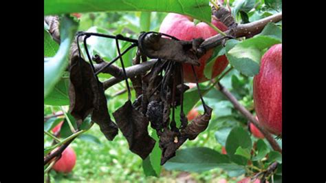 Identifying And Treating Apple Tree Diseases Apple Tree Leaf Curl