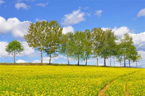 Wallpaper Landscapes Yellow Field Landscape Free Pictures On Fonwall