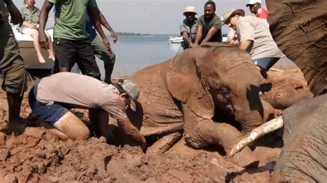 Watch Elephant Calf Rescued From Muddy Trap Africa Geographic