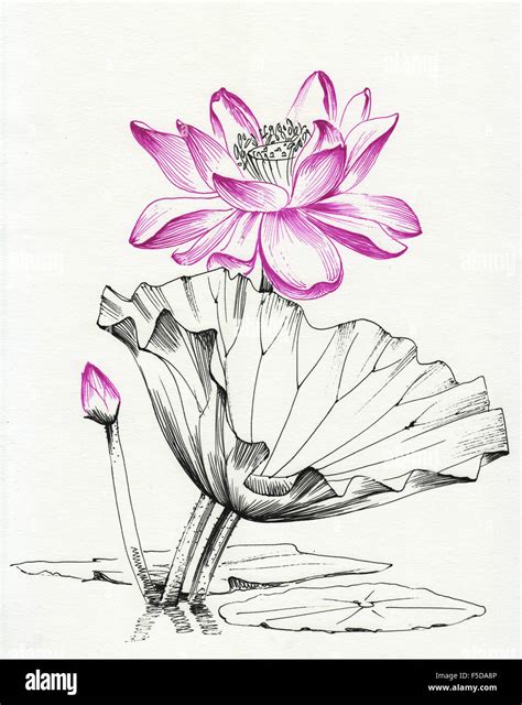 Lotus Flower Line Art Ink Pen Drawing Original Style Stock Photo Alamy