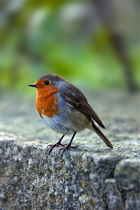 Redbreast Robin European Robin Rotkelchen Erithacus Rubecu Flickr