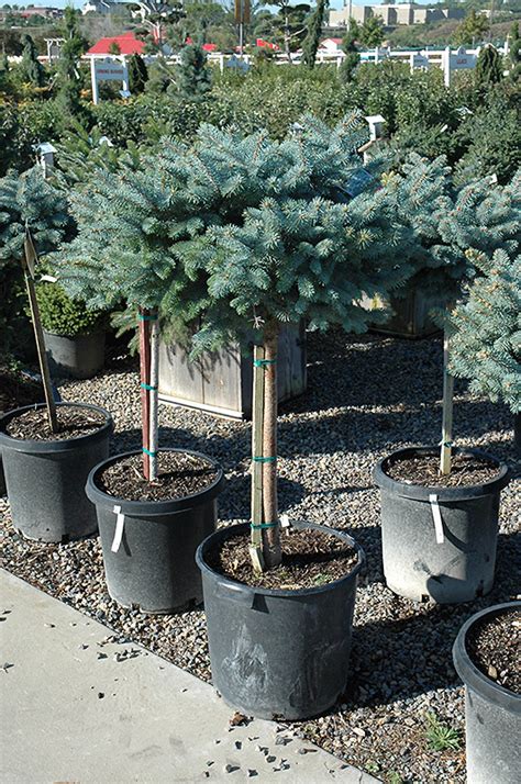 Globe Blue Spruce On Standard Picea Pungens Globosa Tree Form In