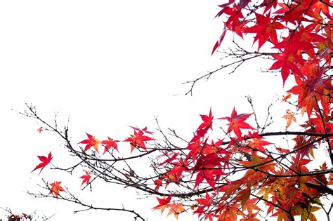 Autumn Foliage Branches Hd Wallpaper Rare Gallery