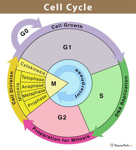Cell Cycle Definition Phases And Diagram
