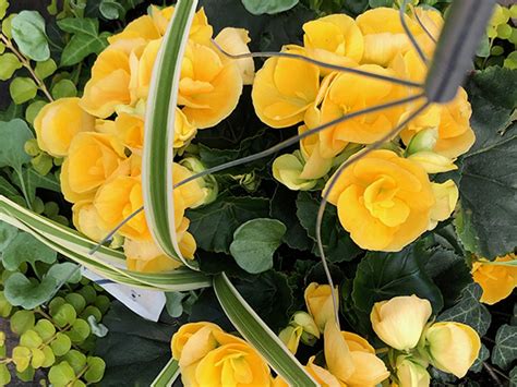Partial sun flowers for hanging baskets. 12" Hanging Basket - Part Sun / Shade - A Thing of Beauty