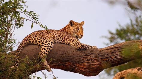 Leopard Wallpaper Leopard Wallpaper Animal Wallpaper Tree Branch