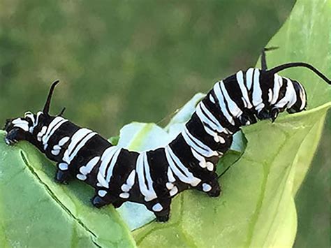 Rare Black And White Monarch Caterpillar Monarch Butterfly Usa