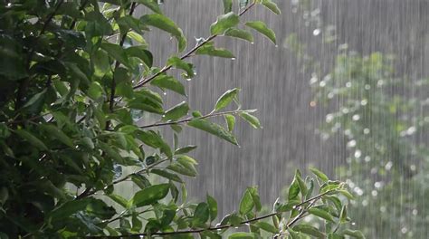 Heavy Summer Rain In A Forest Falls Over The Green Leaves Of Trees
