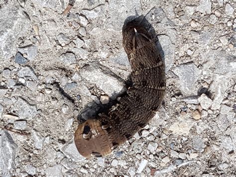 Big Fat Caterpillar Bug Found In My Garden Its It Friend Or Foe — Bbc