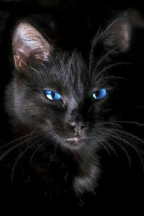 Pin By Marilyn Nicely On Cats Funny Cat Faces Cute Black Kitten