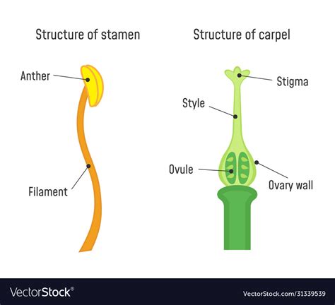 Structure Stamen And Carpel Flower Part Royalty Free Vector