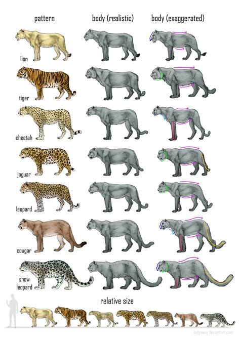 Types Of Leopards