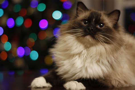 We are a breeder of many different colors and patterns. Adoptable Animals (With images) | Animals, Cat adoption ...