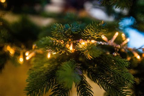 Hd Wallpaper Pine Tree With Mini String Lights Turned On Plant