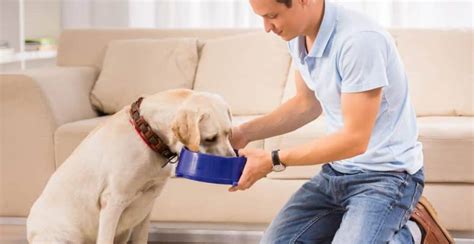 Young puppies need three or more feedings per day to adequately meet their nutritional needs. How Much Food Should I Feed My Dog Per Day:dog feeding ...