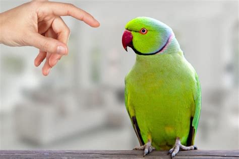How To Tell If My Parakeet Is Pregnant Petsmopolitan