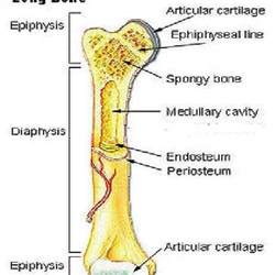 There are several serious diseases involving bone marrow. Anatomy Of The Long Bone | MedicineBTG.com