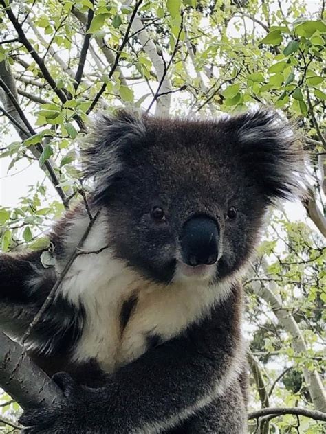 Extinction Animals Beautiful Koala Bears Aussie Board Cute