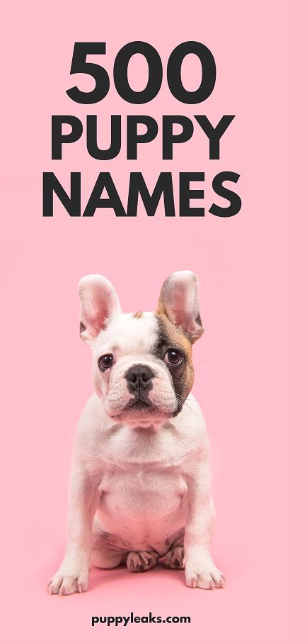 500 Cute Puppy Names — Naive Pets