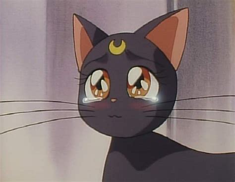Luna Crying Sailor Moon Cat Aesthetic Anime Sailor Moon Aesthetic
