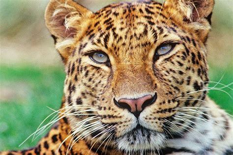 Adopt An Amur Leopard Symbolic Adoptions From Wwf