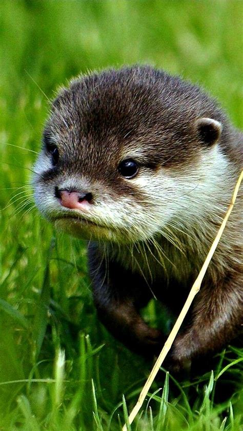 Pin By 🍒©️ Angel On Otters Born Comedians In 2020 Cute Animals