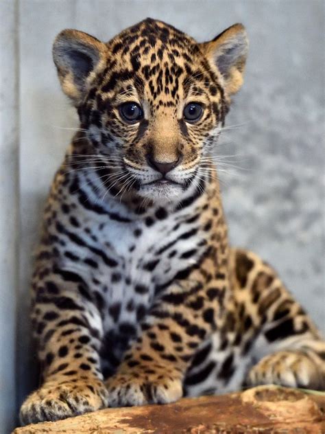 Jaguar Zooborns
