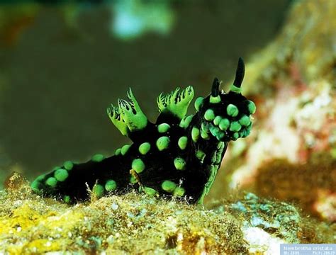 Nembrotha Cristata Sea Slug
