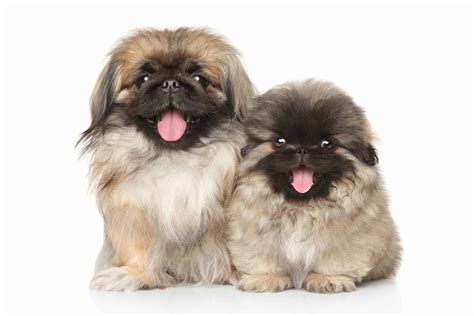 Pekingese A Toy Breed With A Long Silky Coat And A Lion Like Mane