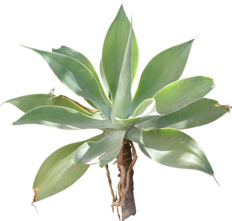 Agave Plant Png