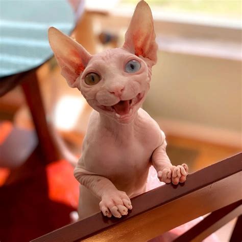20 Sphynx Babies That Can Charm Even Those Who Dont Like Cats Cute