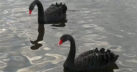 Rare Black Swans Spotted At Hemlington Lake For Possibly The First