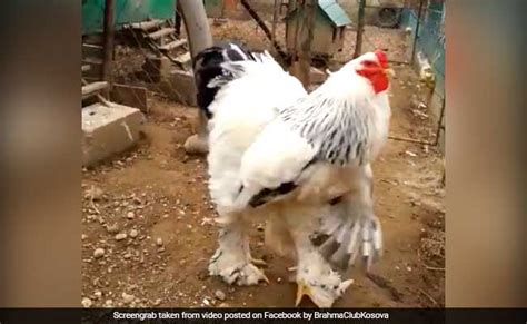 A Video Of A Really Big Chicken Is Going Viral And Its Terrifying