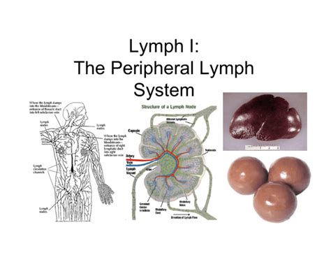Lymph I The Peripheral Lymph System