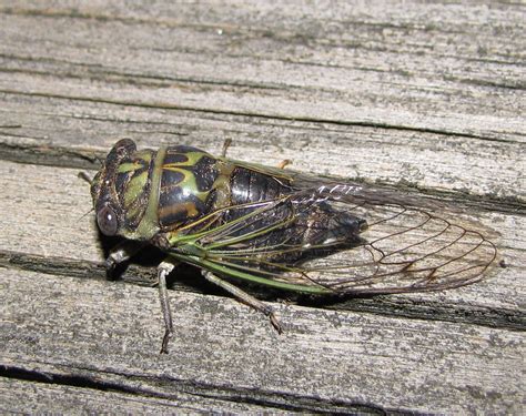 They are in the suborder auchenorrhyncha. Bug Eric: Cicada shells