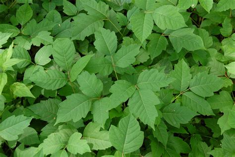 Is Poison Ivy Toxic To Cats