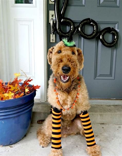 Diy Halloween Costumes For Dogs Dog Halloween Costumes Dog Halloween