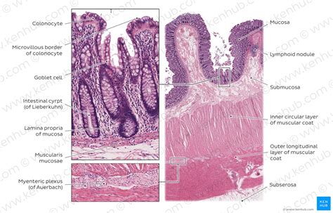 Lower Digestive Tract Histology Kenhub