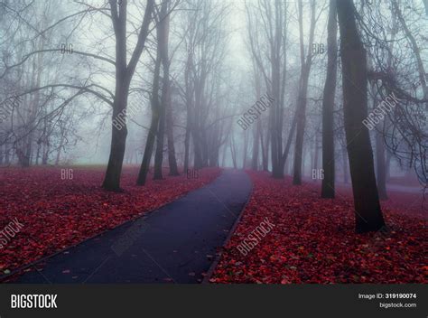 Fall November Foggy Image And Photo Free Trial Bigstock