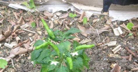 In stock estimated delivery by: Jom Tanam Sayur ( JTS ) : Pindah Pokok Cili Api ke Batas ...