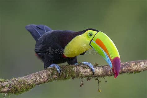 Keel Billed Toucan Ramphastos Sulfuratus Costa Rica Stock Image