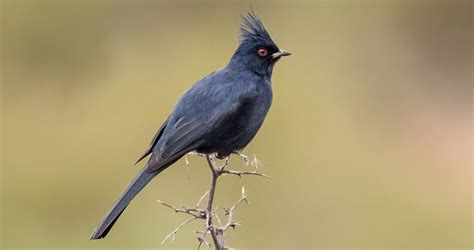 Phainopepla Identification All About Birds Cornell Lab Of Ornithology